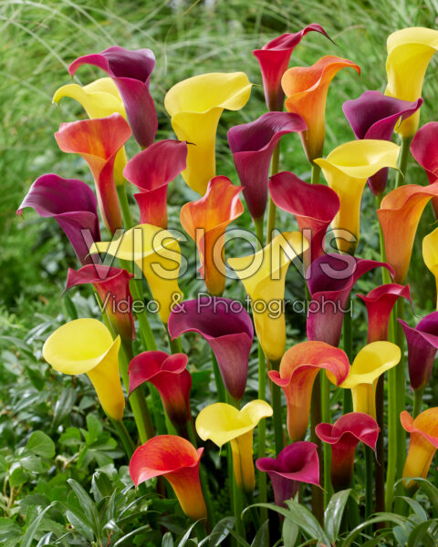 Zantedeschia blend