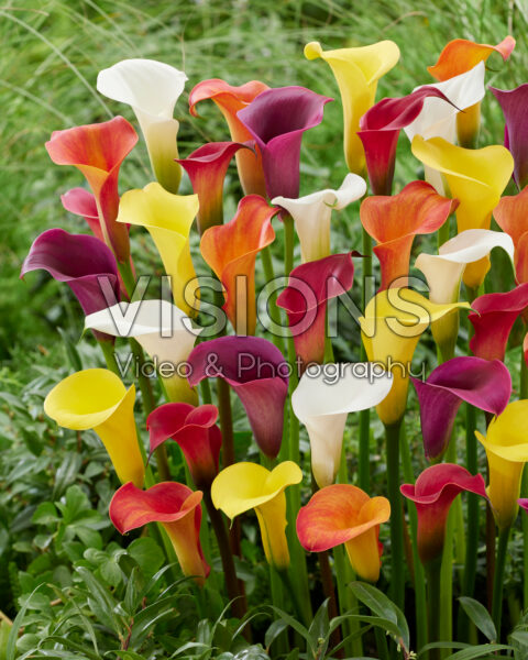 Zantedeschia mengsel