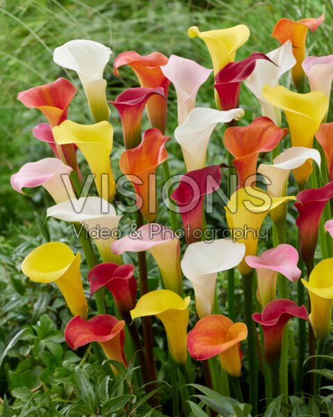 Zantedeschia blend