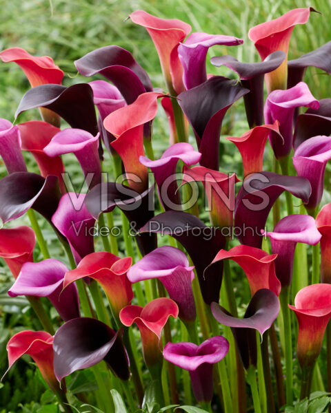 Zantedeschia blend