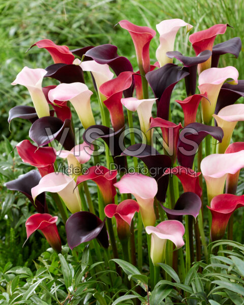 Zantedeschia blend