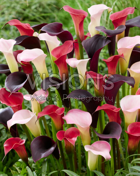Zantedeschia blend