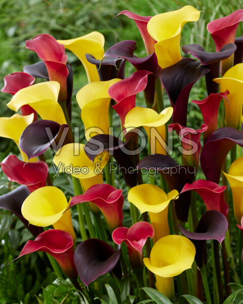 Zantedeschia blend