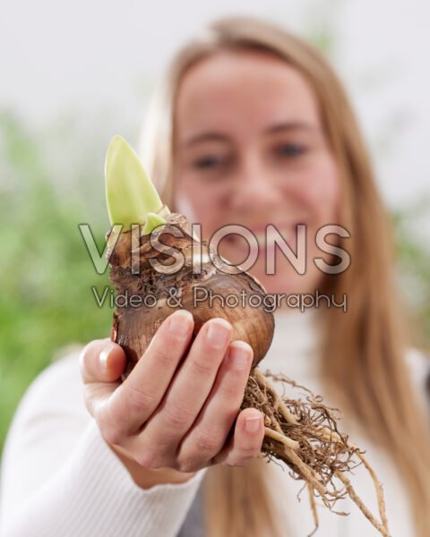 Young lady holding Amaryllis bulb