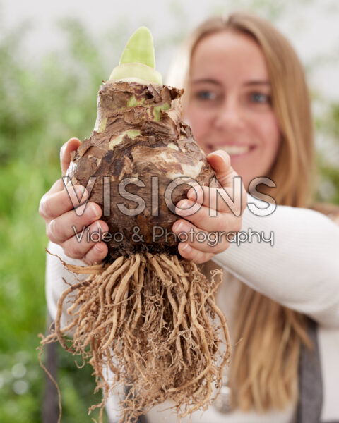 Young lady holding Amaryllis bulb