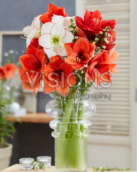 Gemengd amaryllis boeket Gemengd amaryllis boeket