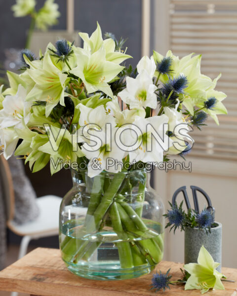 Gemengd amaryllis boeket Gemengd amaryllis boeket