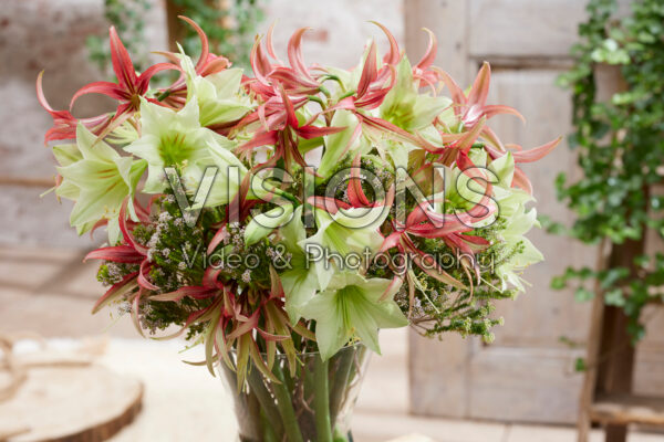 Mixed amaryllis bouquet