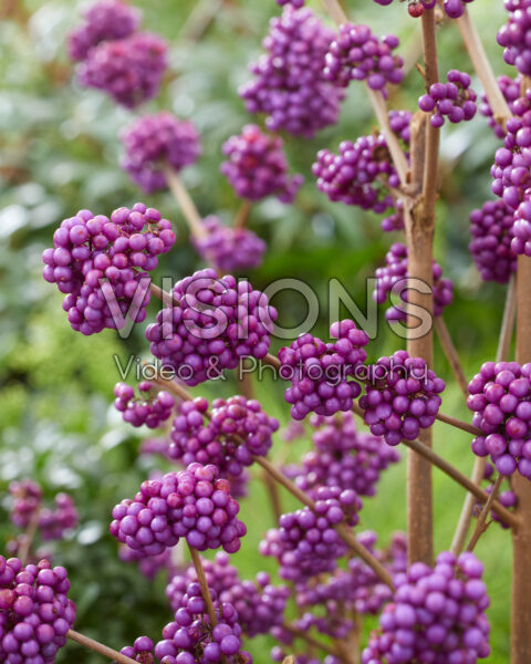 COLOUR FOR WINTER GARDENS