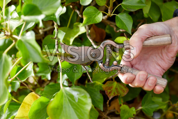 Hedera snoeien Hedera snoeien