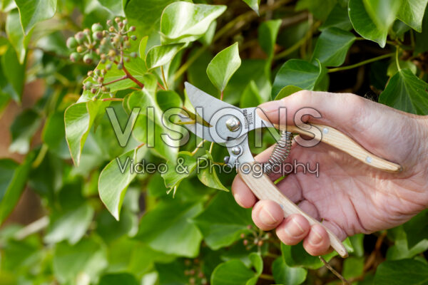 Hedera snoeien Hedera snoeien