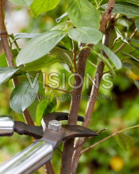 Pruning cherry laurel Pruning cherry laurel