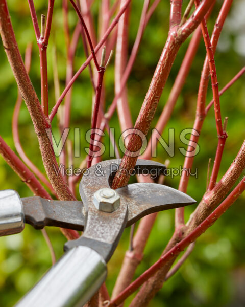 Pruning dogwood Pruning dogwood