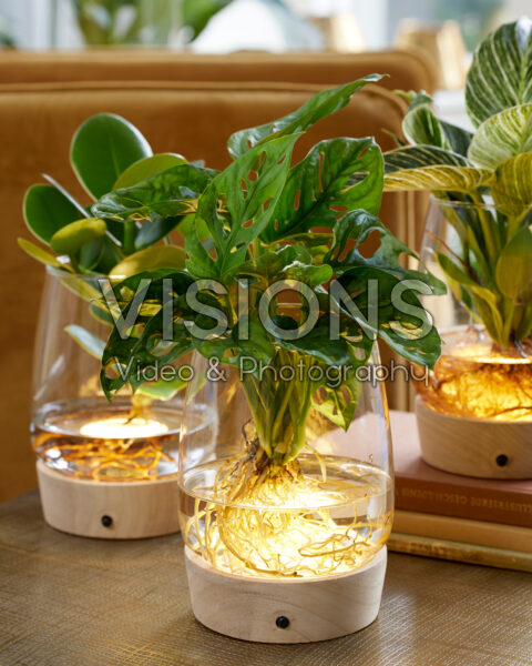 Hydroponic Monstera | Visions Pictures