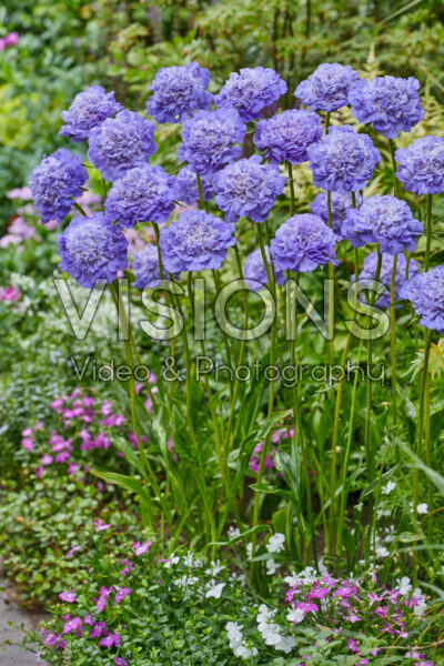 Scabiosa SkyRocket® Scabiosa SkyRocket®