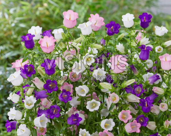 Campanula medium Champion mix Campanula medium Champion mix
