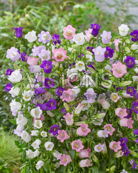 Campanula medium Champion mix Campanula medium Champion mix