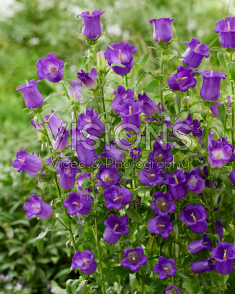 Campanula medium Champion blauw Campanula medium Champion blauw
