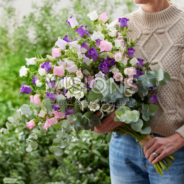Mixed Campanula medium Champion bouquet