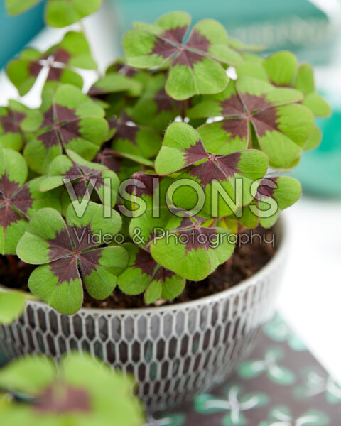 Oxalis tetraphylla Iron Cross