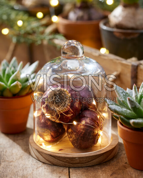 Hyacinth bulbs in cloche