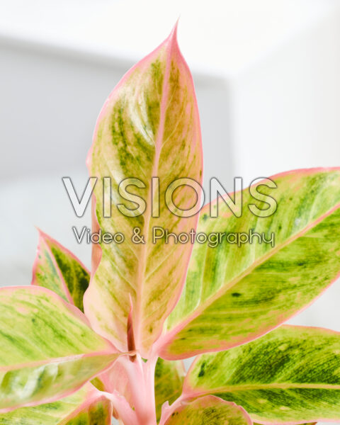 Aglaonema Salmon Fantasy