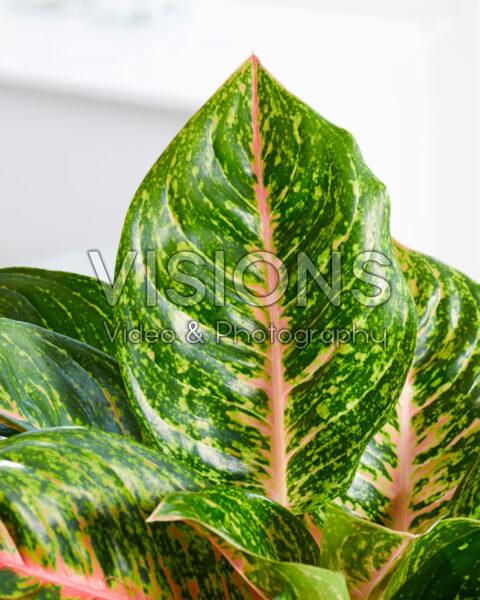 faux fiddle.leaf fig Garvee Faux Fiddle Leaf Fig Tree, 4.3 ft Artificial Ficus Lyrata Plant with 46 Fiddle Leaves, Potted Tall Fake Plants for Indoor Outdoor Home Office