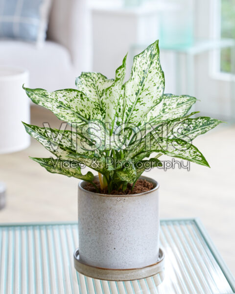 Aglaonema White Kiwi Aglaonema White Kiwi