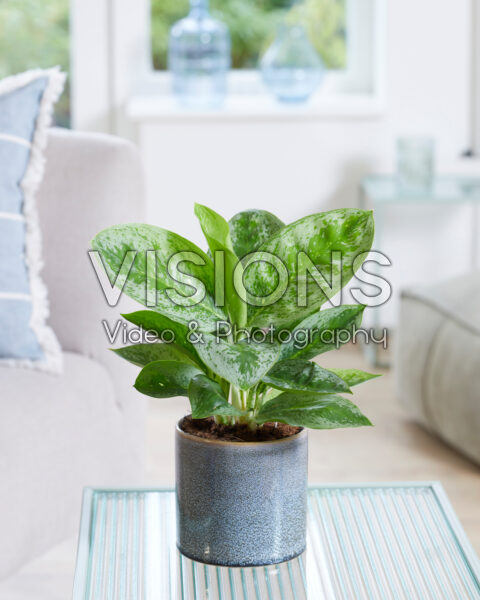 Aglaonema Lemon Mint Aglaonema Lemon Mint