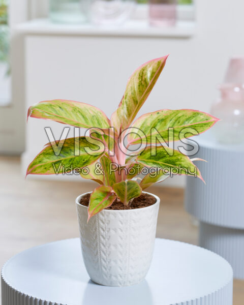 Aglaonema Salmon Fantasy