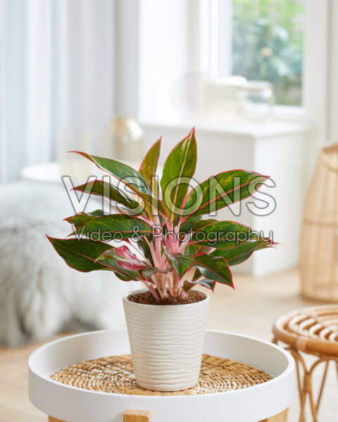 Aglaonema Jungle Red