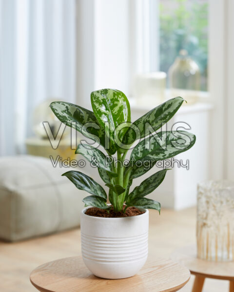 large hanging plant Hanging Planter