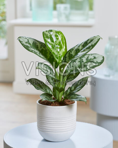 Aglaonema Amazon Silver Aglaonema Amazon Silver