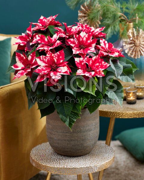 Euphorbia pulcherrima Skystar