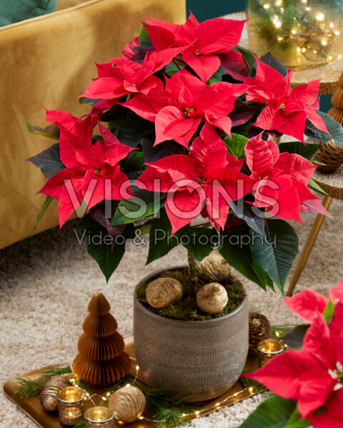 Euphorbia pulcherrima Grande Italia Euphorbia pulcherrima Grande Italia