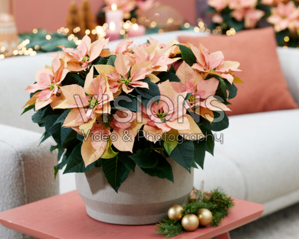 Euphorbia pulcherrima Autumn Leaves