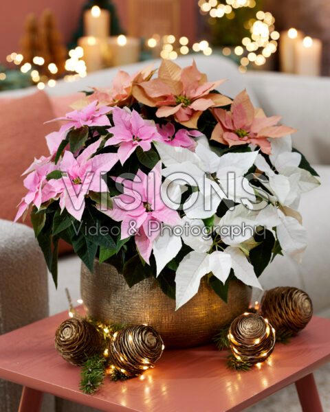 Euphorbia pulcherrima combinatie