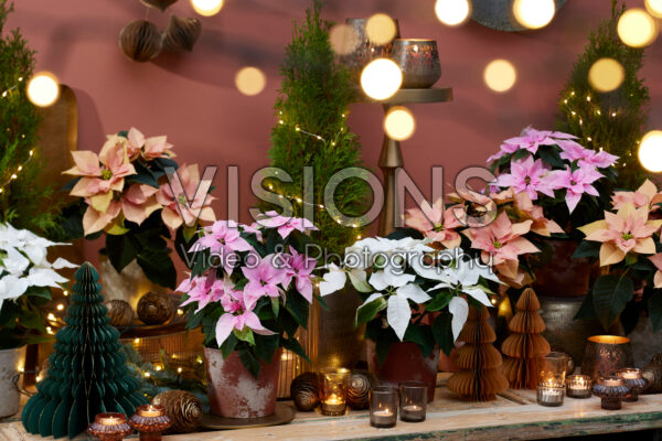 Euphorbia pulcherrima collectie