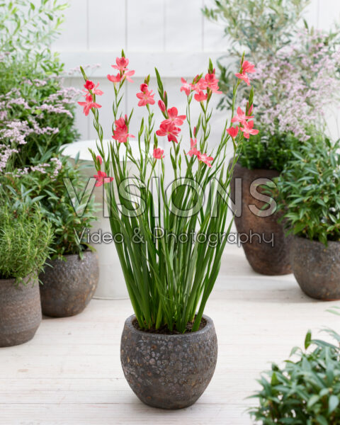Hesperantha coccinea Oregon Sunset Hesperantha coccinea Oregon Sunset
