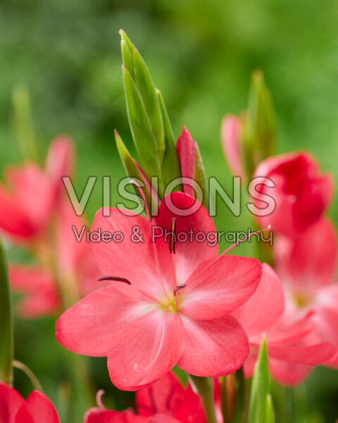 Hesperantha coccinea Oregon Sunset Hesperantha coccinea Oregon Sunset