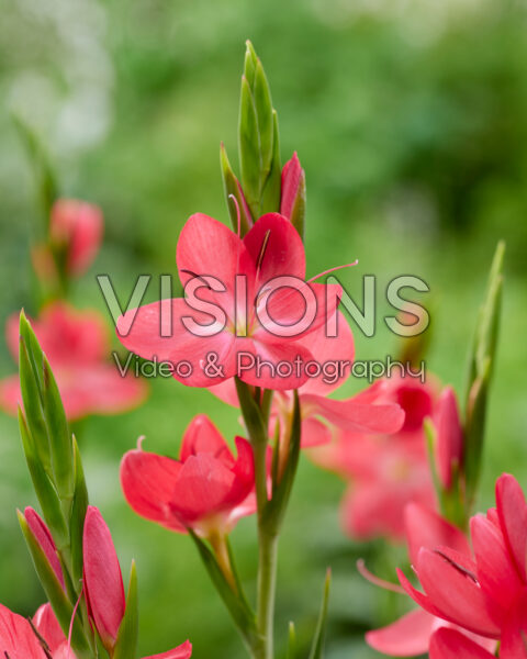 Hesperantha coccinea Oregon Sunset