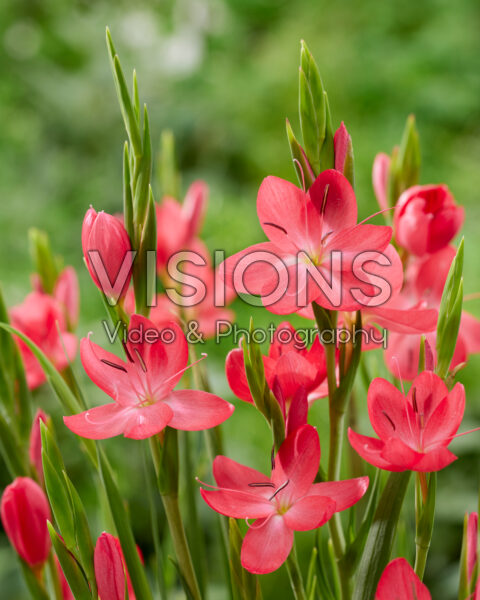 Hesperantha coccinea Oregon Sunset Hesperantha coccinea Oregon Sunset