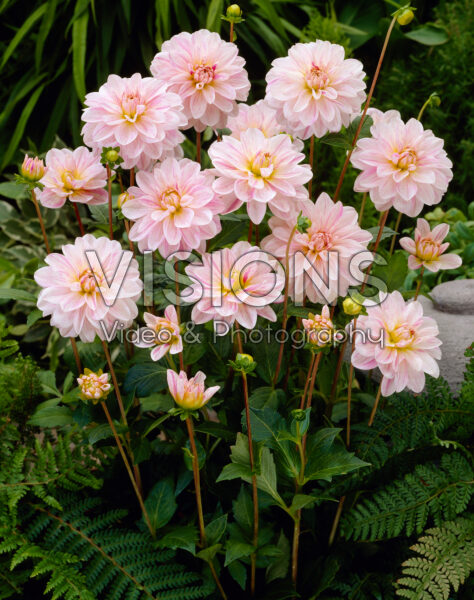 Dahlia Bonesta Dahlia Bonesta