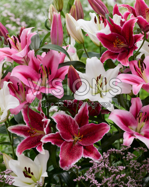 Lilium blend
