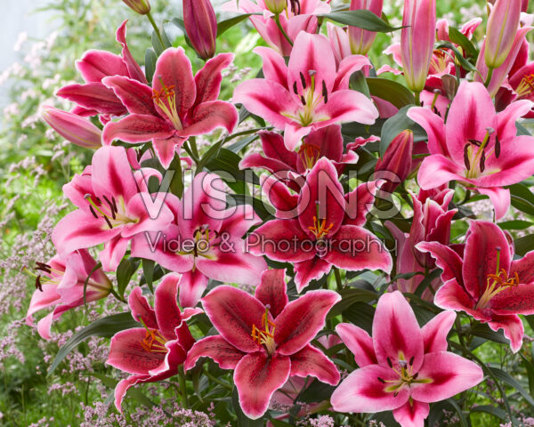 Lilium Donacion, Euphoria