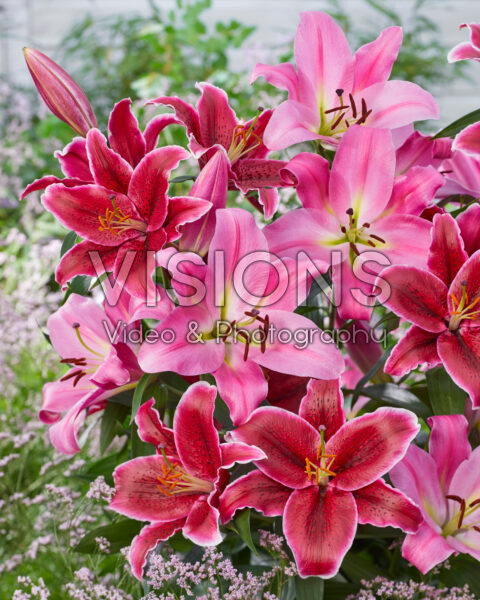 Lilium Maldano, Euphoria