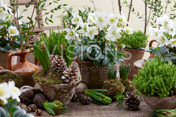 Helleborus niger Mont Blanc