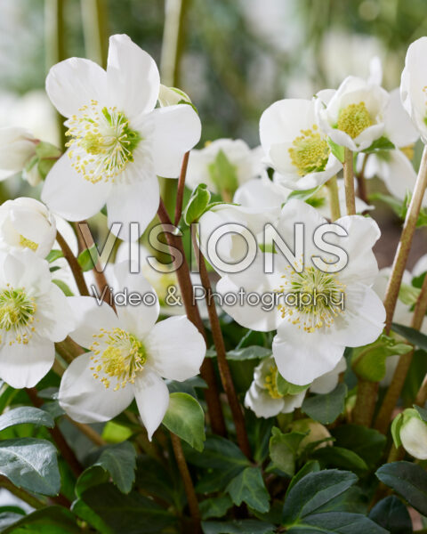 Helleborus niger Mont Blanc