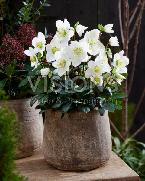 Helleborus niger Mont Blanc