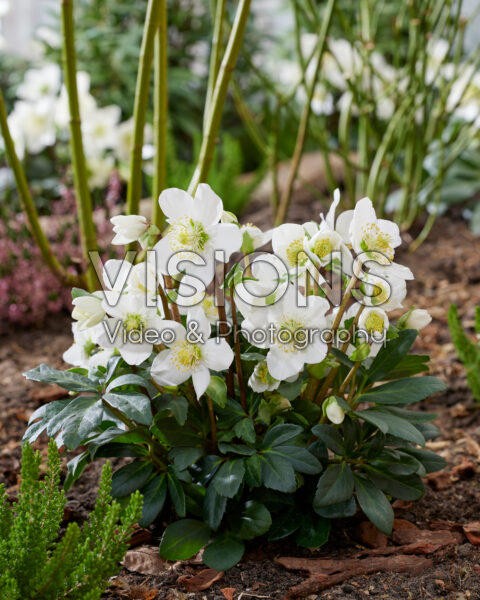 Helleborus niger Mont Blanc